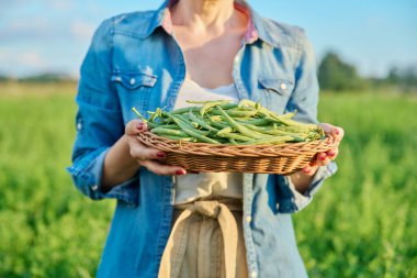 Sepette yeşil, uzun kuşkonmaz tohumlarını hasat et. Kadın bahçıvan, çiftçi, doğa tarlası geçmişi. Doğal organik ekolojik diyet vejetaryen vitamin yiyeceği, beslenme, sağlıklı pişirme yaşam tarzı.