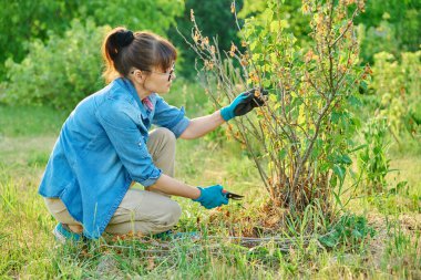 Kadın kara üzümlü çalılıklarda kuru dallar kesiyor. Bahçede mevsimlik bahar işleri