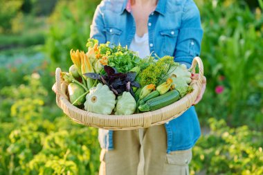 Çiftlikteki sebze bahçesindeki kadının ellerinde yeşil sebzeler ve otlarla yakın çekim sepeti. Yaz hasadı, doğal organik ekolojik diyet vejetaryen vitamin yiyeceği, beslenme, çiftçi pazarı.