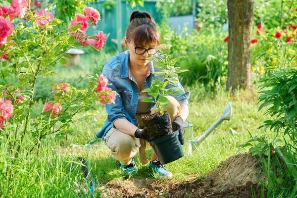 Kadın, bahçe küreği kullanarak ottan ortanca nakli yapıyor. Doğa, bahçıvanlık, peyzaj tasarımı, baharda bahçede çalışma.