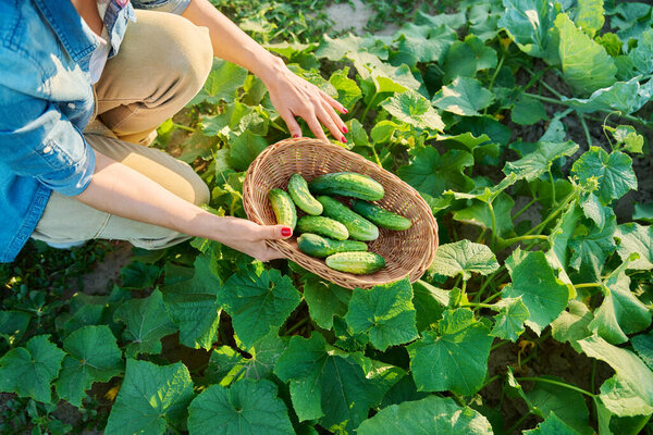 Woman plucking ground cucumbers into basket, from an open bed on farm, in vegetable garden. Summer harvest, natural organic eco diet vegetarian vitamin food, nutrition, healthy lifestyle