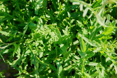 Arugula 'nın üst görüntüsü güneş ışığında ayrılıyor. Tarım, çiftçi pazarı, organik gıda