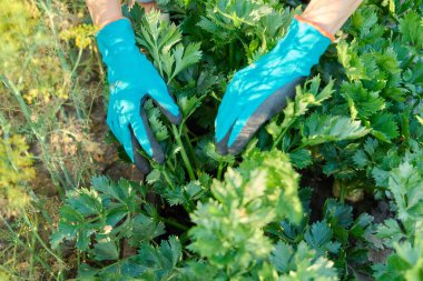 Bahçe yatağında büyüyen yakın çekim kereviz bitkisi, bitkileri gösteren çiftçi elleri. Tarım, çiftçi pazarı, organik sebzeler