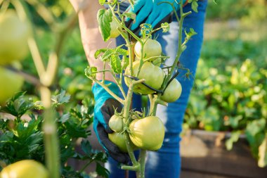Bahçedeki çalılıklarda olgunlaşan domatesler, domatesli kadın çiftçinin elleri. Tarım, çiftçi pazarı, organik sebzeler