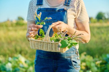 Çiçek açan nane dalları sepetin içinde kadının elinde, ot hasadı, çiftçi pazarı, tarım, çiftçilik, bahçe işleri. Doğal, biyolojik, organik bitkiler, vejetaryenlik, sağlıklı gıda konsepti