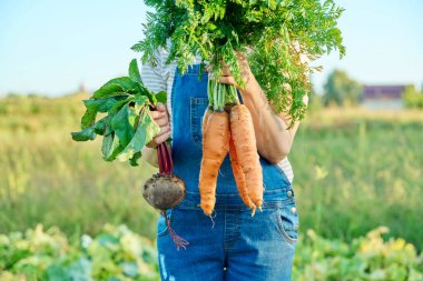 Kadın bir çiftçinin elinde havuç ve pancar hasadı, çiftçi pazarı, tarım, çiftçilik, bahçıvanlık. Doğal, biyolojik, organik sebzeler, vejetaryenlik, sağlıklı gıda konsepti