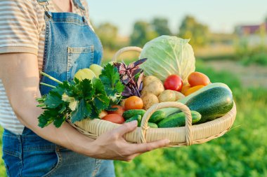 Sepete yakın çekim, yaz sebze hasadı bir kadının ellerinde, çiftçi pazarı. İçindekiler lahana havuç biber patates soğan salatalık kabak domates kereviz fesleğen