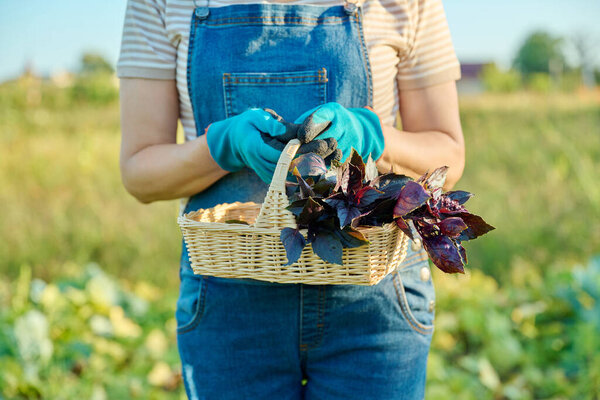 Harvest purple basil in basket in woman hands, farmers market, nature background, agriculture, farming, gardening. Natural, bio, organic herbs, vegetarianism, healthy food concept