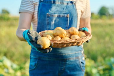 Bir çiftçinin elinde taze kazılmış patatesler, çiftçi pazarı, tarım, tarım, bahçıvanlık. Doğal, biyolojik, organik sebzeler, vejetaryenlik, sağlıklı gıda konsepti