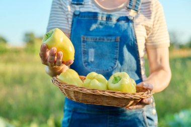 Bir sepet dolusu tatlı sarı biber hasadı olan çiftçi elleri, çiftçi pazarı, tarım, çiftçilik, bahçe işleri. Doğal, biyolojik, organik sebzeler, vejetaryenlik, sağlıklı gıda konsepti