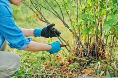 Kadın kara üzümlü çalılıklarda kuru dallar kesiyor. Bahçede mevsimlik bahar işleri