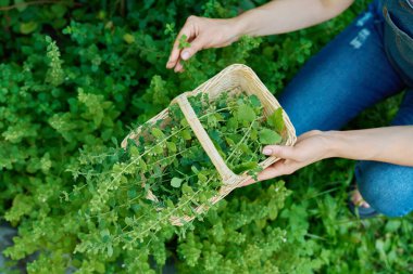 Aromatik taze limon aromalı eller. Naneli Melissa resmi bitkiler sepette. Tarım, çiftçi pazarı, aromatik bitkiler, organik gıdalar.