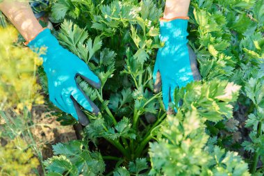 Bahçe yatağında büyüyen yakın çekim kereviz bitkisi, bitkileri gösteren çiftçi elleri. Tarım, çiftçi pazarı, organik sebzeler