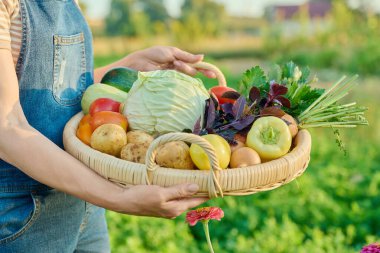 Sepete yakın çekim, yaz sebze hasadı bir kadının ellerinde, çiftçi pazarı. İçindekiler lahana havuç biber patates soğan salatalık kabak domates kereviz fesleğen