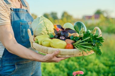 Sepete yakın çekim, yaz sebze hasadı bir kadının ellerinde, çiftçi pazarı. İçindekiler lahana havuç biber patates soğan salatalık kabak domates kereviz fesleğen