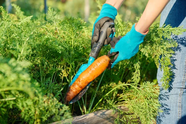 Close-up of carrot in the hands of a female farmer, a farmers market, agriculture, farming, gardening. Natural, bio, harvest, organic vegetables, agriculture, vegetarianism, healthy food concept