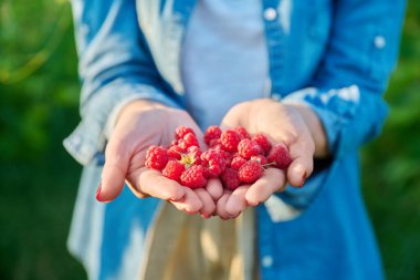 Yakın çekim olgun ahududu, yaz bahçesindeki kadının elinde. Bahçede ahududu hasat etmek, sağlıklı vitamin besinleri yetiştirmek, doğal organik eko meyveleri yetiştirmek, çiftçilik, bahçe işleri, çiftçi pazarı.