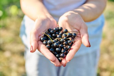 Yaz bahçesindeki kadının elinde olgun kuşüzümü üzümleri. Bahçede hasat, sağlıklı vitamin besinleri, doğal organik eko meyveler yetiştirme, tarım, bahçe işleri, çiftçi pazarı.