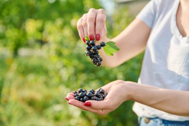 Yaz bahçesindeki kadının elinde olgun kuşüzümü üzümleri. Bahçede hasat, sağlıklı vitamin besinleri, doğal organik eko meyveler yetiştirme, tarım, bahçe işleri, çiftçi pazarı.