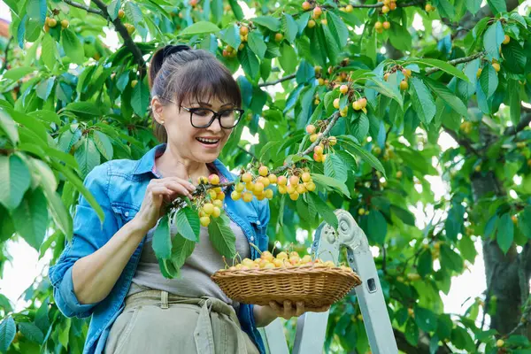 Woman with basket picking ripe yellow cherries from tree in summer garden, farmers market, harvesting, healthy vitamin organic eco fruits