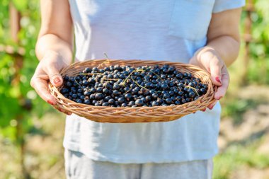 Sepete yakın çekim, olgun kuşüzümü hasadı yaz bahçesindeki kadının ellerinde. Çiftçi pazarı, sağlıklı vitamin besinleri, doğal organik eko meyveler, çiftçilik, bahçıvanlık.