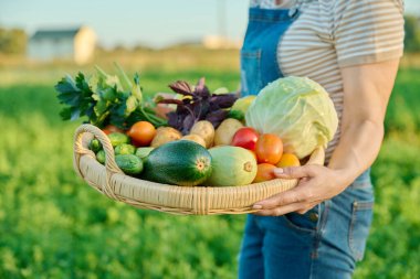 Sepete yakın çekim, yaz sebze hasadı bir kadının ellerinde, çiftçi pazarı. İçindekiler lahana havuç biber patates soğan salatalık kabak domates kereviz fesleğen