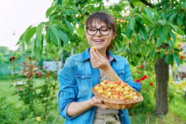 Elinde kiraz ağacının yanında bir sepet taze sarı kirazla gülümseyen kadın yaz bahçesinde olgun meyvelerin tadını çıkarıyor, hasat ediyor, çiftçi pazarı, sağlıklı vitamin organik eko meyveleri.