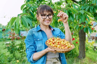 Yaz bahçesinde kiraz ağacının yanında bir sepet taze sarı kirazla gülümseyen kadın kameraya bakıyor, hasat ediyor, çiftçi pazarı, sağlıklı vitaminli organik eko meyveleri.