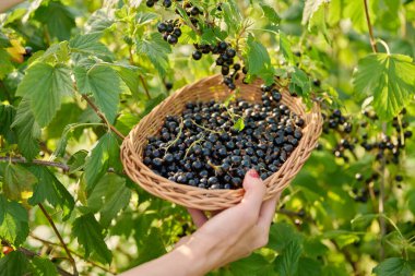Siyah frenk üzümü hasadı toplamak, kadın eli, sepetteki olgun böğürtlenleri toplamak, yaz bahçesi. Çiftçi pazarı, sağlıklı vitamin besin, doğal organik eko meyveler yetiştirme, çiftçilik.