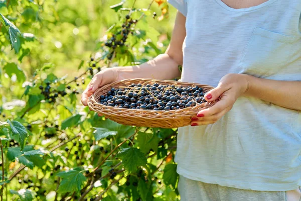 Close Basket Harvest Ripe Blackcurrants Hands Woman Summer Garden Farmers — Stock Photo, Image