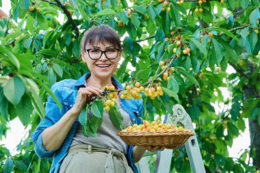 Yaz bahçesinde kiraz ağacının yanında bir sepet taze sarı kirazla gülümseyen kadın kameraya bakıyor, hasat ediyor, çiftçi pazarı, sağlıklı vitaminli organik eko meyveleri.