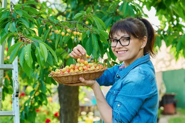 Yaz bahçesinde kiraz ağacının yanında bir sepet taze sarı kirazla gülümseyen kadın kameraya bakıyor, hasat ediyor, çiftçi pazarı, sağlıklı vitaminli organik eko meyveleri.