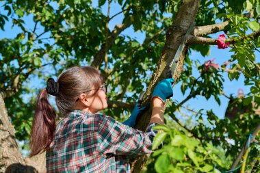 Bahçedeki meyve ağacının dalını kesen el testereli kadın bahçıvana yakın çekim. Bahçıvanlık, hobi, tarım, ağaç bakımı konsepti.