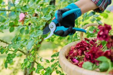 Yakın plan, arka bahçedeki gül çalılarıyla ilgilenmek, budama makası ile elleri kurumuş çiçekleri ve dalları kesmek, çalıları şekillendirmek. Doğa, tarım, yaz bahçesinde çalışmak, çiçek açan bitkiler.