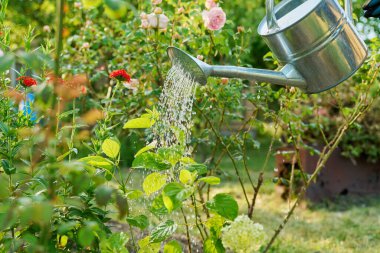 Arka bahçedeki çiçekleri sulamak, çalılık ortanca gülü. Doğa, bitki bakımı, bahar bahçesinde çalışma, yeşil hobi