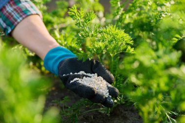 Kadın bahçıvan çiftçinin elindeki mineral gübrelerini kapatın, yüksek tahta yatak kutusunda havuç gübresi yapın. Çiftçilik, tarım, bahçıvanlık, eko organik sebze yetiştirme, yeşil hobi