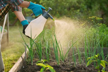 Spreyli ellerin yakın çekimi, ahşap kaldırılmış yatak kutusuna soğan bitkileri püskürtmek, açık havada. Mantar hastalıklarına karşı bitki koruması enfeksiyonlar, böcek kontrolü, verimi arttırmak için foliar gübreler.