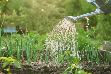Bahçe yatak kutusunda büyüyen çan biberi bitkilerini sulayan ellere yakın çekim. Çiftçilik, tarım, tarım, bahçıvanlık, yetiştirilen eko organik sebzeler, yeşil hobi