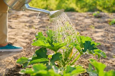 Açık havada, kabak kabağı sulayan genç teneke kutuların yakın çekimi. Çiftçilik, tarım, tarım, bahçıvanlık, yetiştirilen eko organik sebzeler, yeşil hobi kavramı