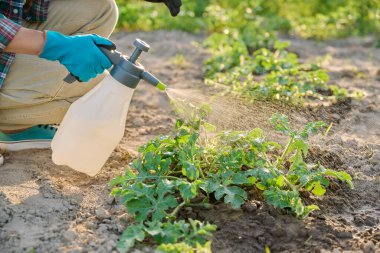 Kadın ellerine sprey sıkılmış karpuz bitkileri mantar hastalıklarına karşı korunma, böcek kontrolü, yaprak üzerindeki mineral organik gübreler verimi artırmak için. Tarım
