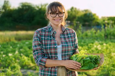 Gülümseyen orta yaşlı bir kadın elinde taze yeşil otlar, açık havada. Taze marul yapraklı maydanoz. Çiftçi pazarı, tarım yetiştirme, eko-organik sebze yetiştirme, gıda.