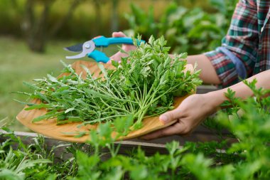 Maydanozlu roka mahsulü kesen bahçe makası ile ellerini kapat. Bahçe bahçesindeki ahşap bahçe yatağında baharatlı yeşil otlar yetiştiriyor. Tarım, bahçıvanlık, eko-organik