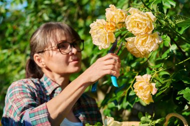 Bahçedeki gül çalılarıyla ilgilenen, budama makası olan kurumuş çiçekleri ve dalları kesen, çalıları şekillendiren bir kadın. Doğa, tarım, yaz bahçesinde çalışmak, çiçek açan bitkiler konsepti.
