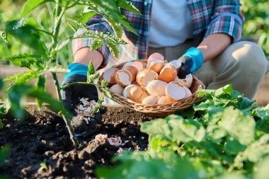 Fertilizing tomato plants with eggshells in raised garden box bed. Natural bio fertilizers, organic gardening, healthy food concept. Farming agriculture cultivation horticulture concept clipart