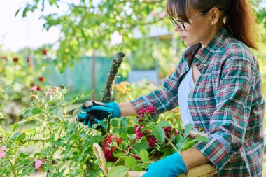 Bahçedeki gül çalılarıyla ilgilenen, budama makası olan kurumuş çiçekleri ve dalları kesen, çalıları şekillendiren bir kadın. Doğa, tarım, yaz bahçesinde çalışmak, çiçek açan bitkiler konsepti.