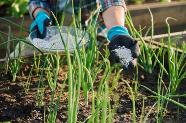 Kadın bahçıvan çiftçinin elindeki mineral gübrelerini kapatın. Yükseltilmiş ahşap yatak kutusunda soğan bitkisi gübresi yapın. Çiftçilik, tarım, bahçıvanlık, eko organik sebze yetiştirme, yeşil hobi