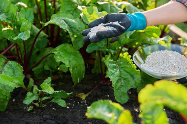 Kadın bahçıvan çiftçinin elindeki mineral gübrelerini kapatın. Yükseltilmiş tahta yatak kutusundaki pancar bitkisini gübreleyin. Çiftçilik, tarım, bahçıvanlık, eko organik sebze yetiştirme, yeşil hobi