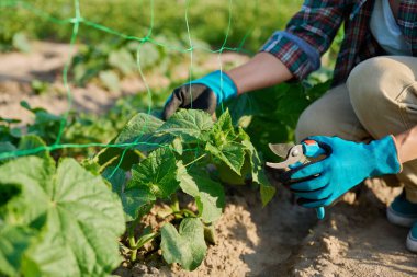 Close-up of cucumber plant and hands with pruning shears shaping plant, removing suckers on plant. Farming, agriculture, horticulture, growing eco organic vegetables, green hobby concept clipart