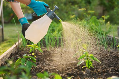 Spreyli ellerin yakın çekimi, ahşap kaldırılmış yatak kutusuna tatlı dolma biber gazı sıkmak, açık havada. Mantar hastalıklarına karşı bitki koruması. Enfeksiyonlar. Böcek kontrolü.