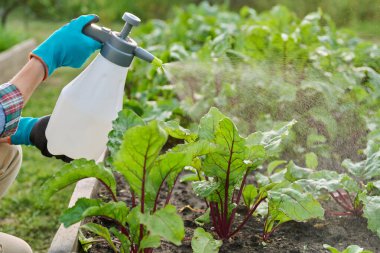 Elleri sprey ile yakın plan, pancar bitkilerini tahta kaldırılmış yatak kutusuna püskürtmek, açık havada. Mantar hastalıklarına karşı bitki koruması enfeksiyonlar, böcek kontrolü, verimi arttırmak için foliar gübreler.